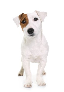 Genç jack russel terrier