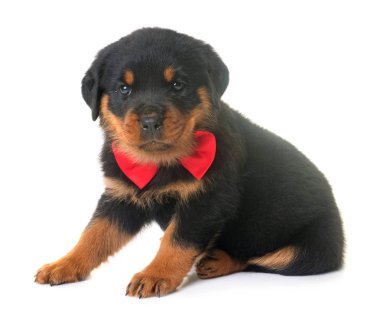 yavru rottweiler Studio
