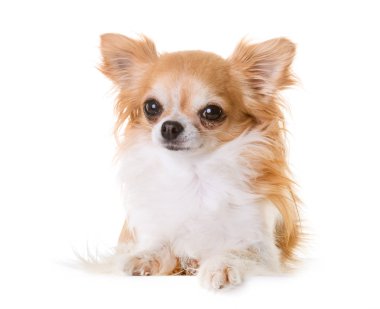 chihuahua Studio