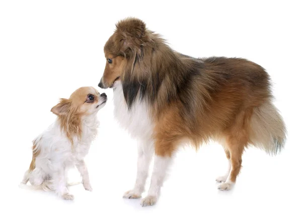 Młody pies Szetlandów i chihuahua — Zdjęcie stockowe