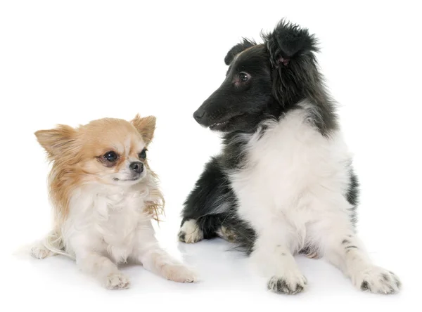 Cachorro shetland sheepdog e chihuahua — Fotografia de Stock