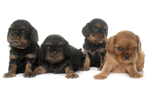 Kölykök cavalier king charles — Stock Fotó