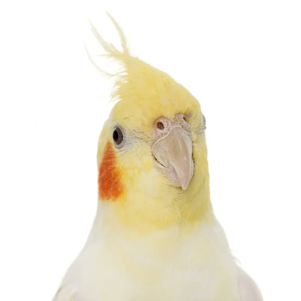 Portrait of cockatiel — Stock Photo, Image