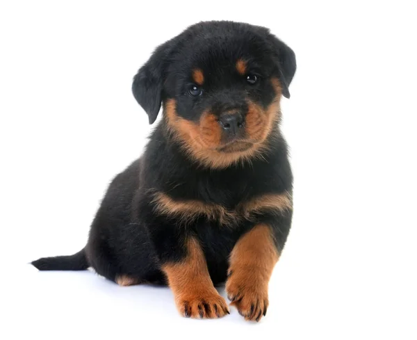 Valp rottweiler i studio — Stockfoto