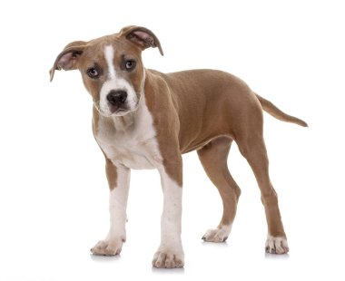 köpek Amerikan staffordshire terrier