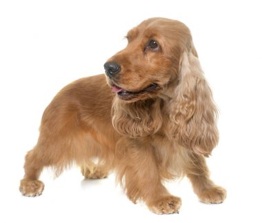 yavru horoz İspanyol Studio