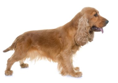 yavru horoz İspanyol Studio