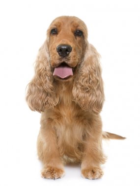 yavru horoz İspanyol Studio