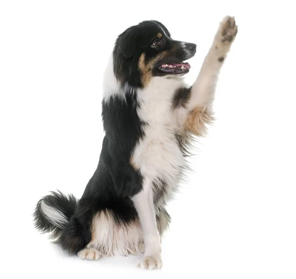 Tricolor australischer Schäferhund — Stockfoto