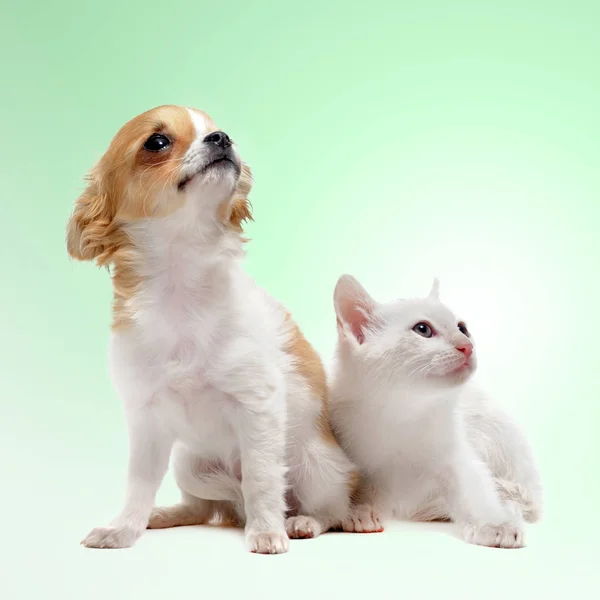 Cucciolo chihuahua e gattino — Foto Stock