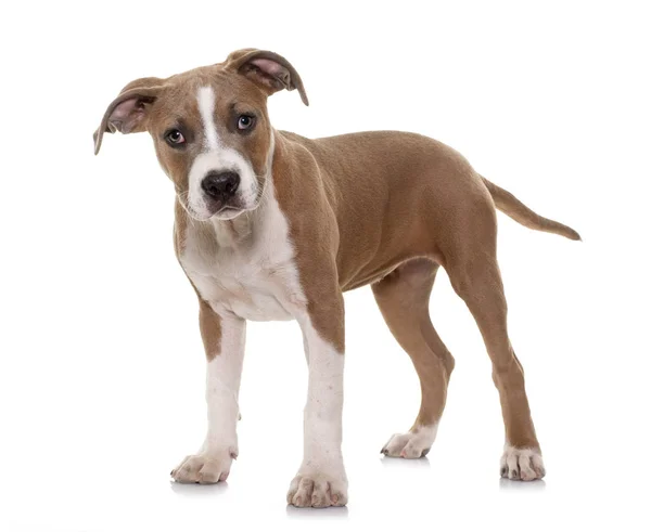 Welpe American Staffordshire Terrier — Stockfoto