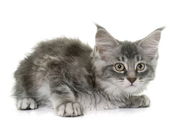 Maine Coon Kitten — Stockfoto