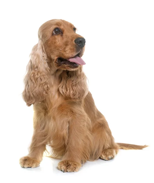 Cocker spaniel in studio — Stock Photo, Image