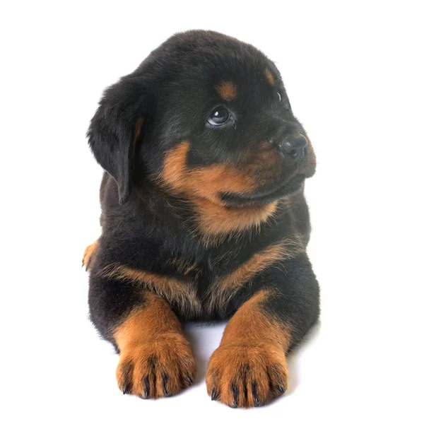 yavru rottweiler Studio