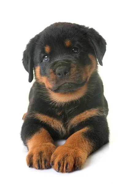 Welpe Rottweiler im Atelier — Stockfoto