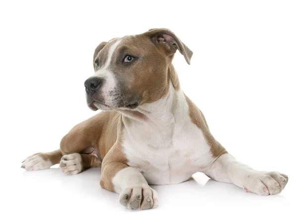 Puppy american staffordshire terrier Stock Picture
