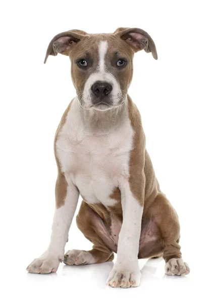 Puppy american staffordshire terrier Stock Picture