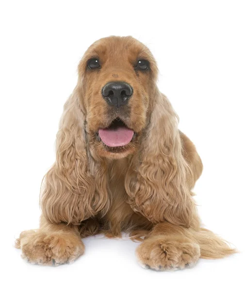 Cocker spaniel in studio Foto Stock