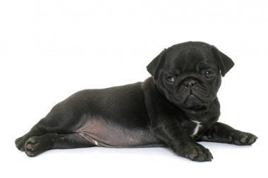 köpek yavrusu siyah boksör