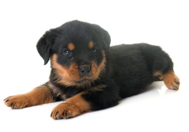 yavru rottweiler Studio