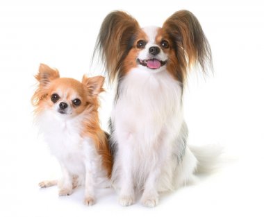 Genç papillon köpek ve chihuahua