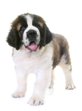 köpek saint bernard