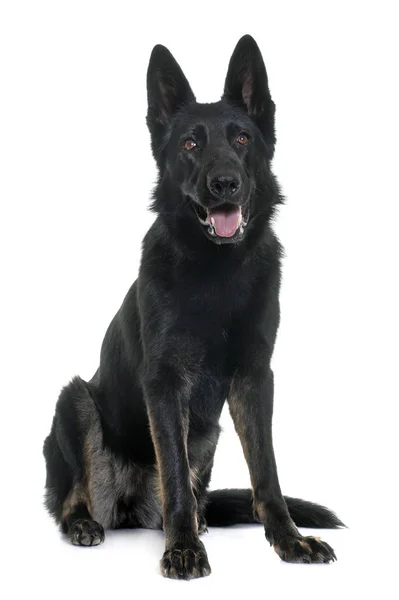 Schwarzer Schäferhund — Stockfoto