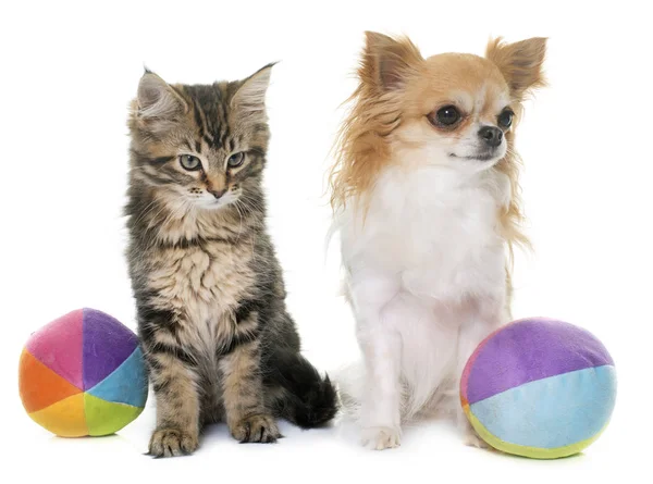 Maine coon gatito y chihuahua — Foto de Stock