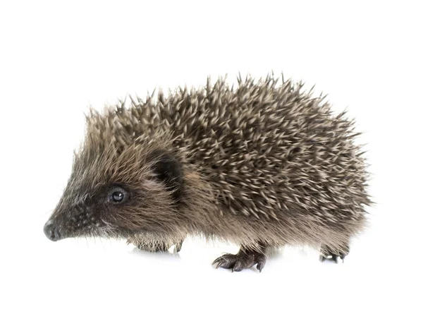 Baby hedgehog in studio — Stock Photo, Image