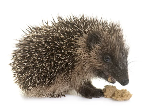 Baby hedgehog eating — Stock Photo, Image