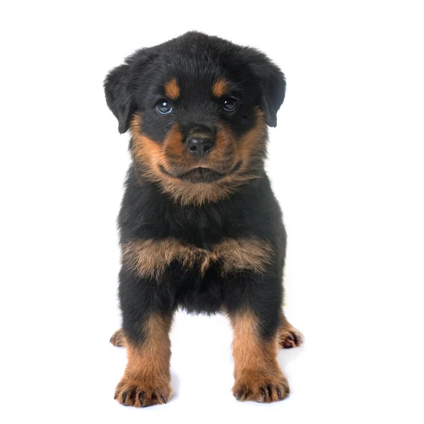 Cachorro rottweiler em estúdio — Fotografia de Stock