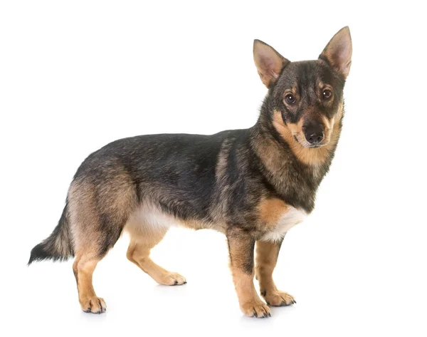 Vallhund sueco en el estudio — Foto de Stock