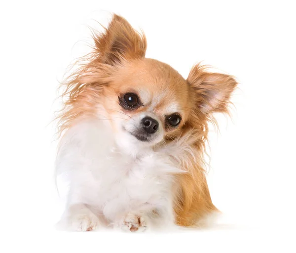 Chihuahua i studio — Stockfoto