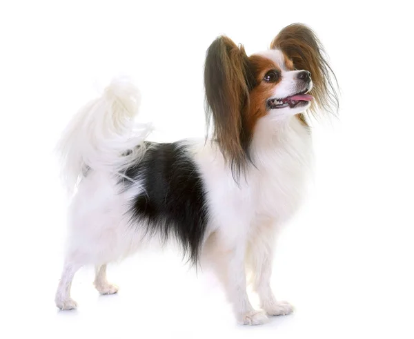 Jeune chien Papillon — Photo