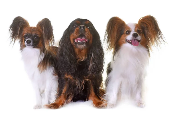 Cavalier king charles ve papillon köpek — Stok fotoğraf