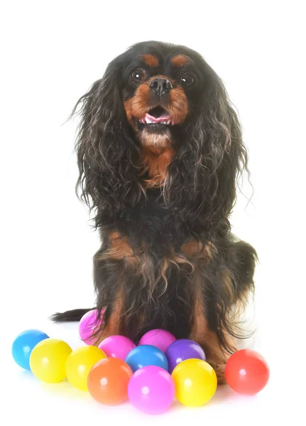 Cavalier King Charles — Stock Fotó