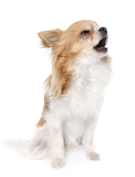 Chihuahua barking in studio — Stock Photo, Image