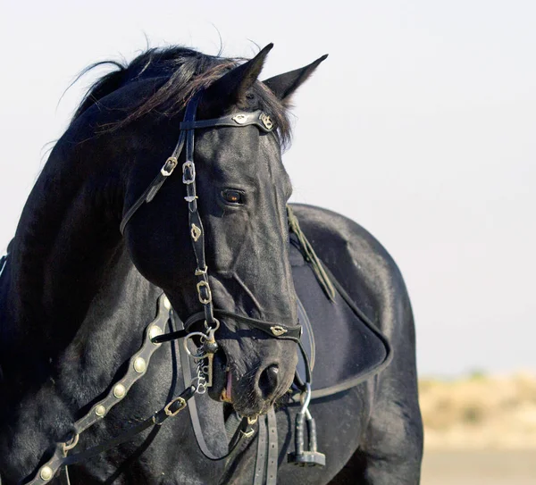 Чорний кінь на пляжі — стокове фото