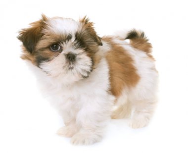 Shih tzu yavrusu