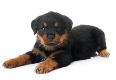 yavru rottweiler Studio