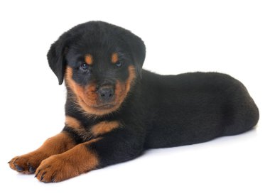 yavru rottweiler Studio