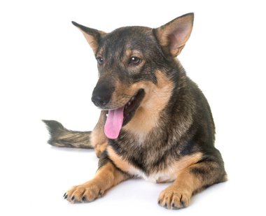 İsveçli Vallhund Studio