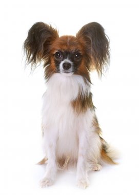 Genç papillon köpek