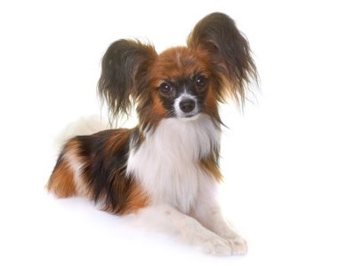 Genç papillon köpek