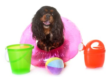 Cavalier yaz aylarında charles Kral