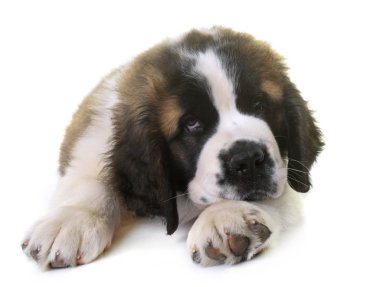 köpek saint bernard