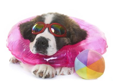 köpek yavrusu saint bernard ve yaz