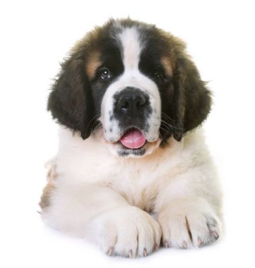 köpek saint bernard