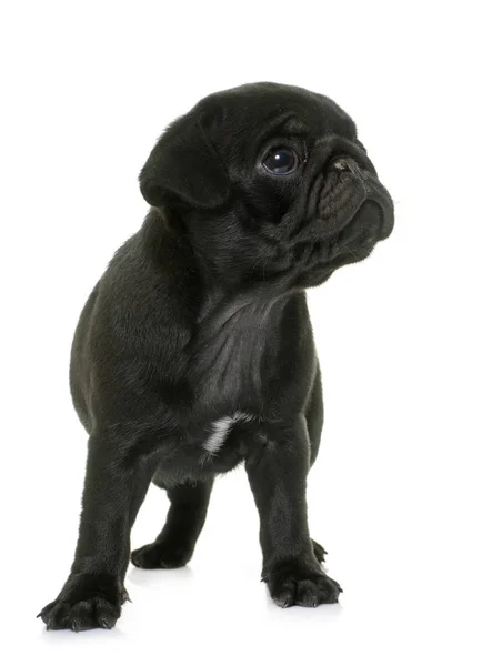 Pug puppy zwart — Stockfoto