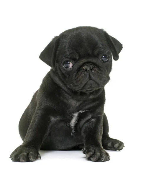 Pug puppy zwart — Stockfoto